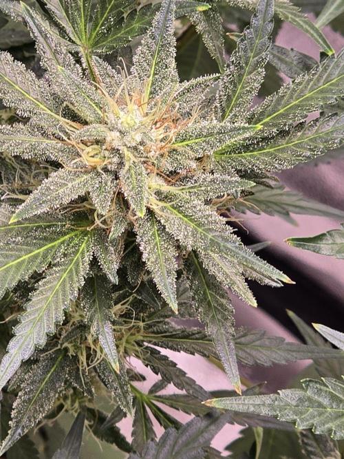 Cherry Cola Auto. Week 11 - Give me some suger