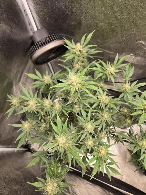 Cherry Cola Auto. Week 11 - Top shot