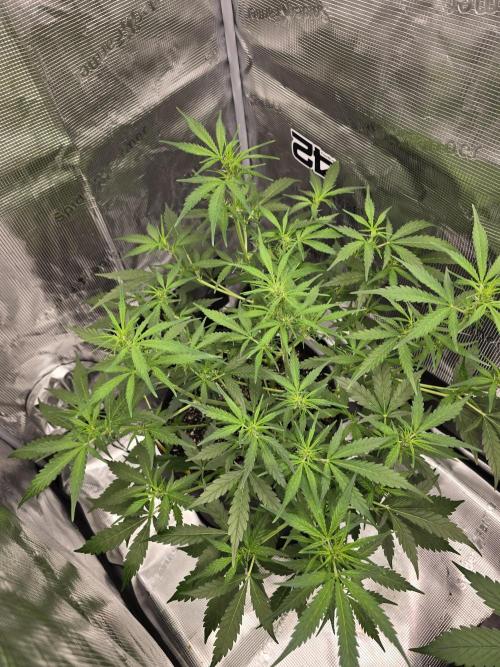 Gorilla Zkittlez auto. Week 6 - Top shot.  