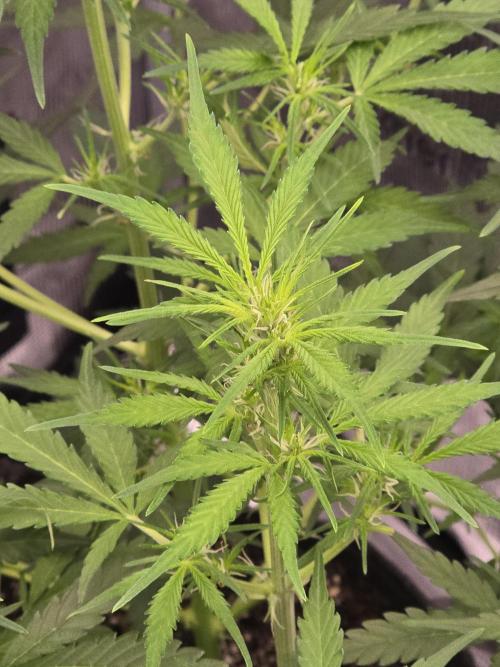 Gorilla Zkittlez auto. Week 6 - Flowers are forming 