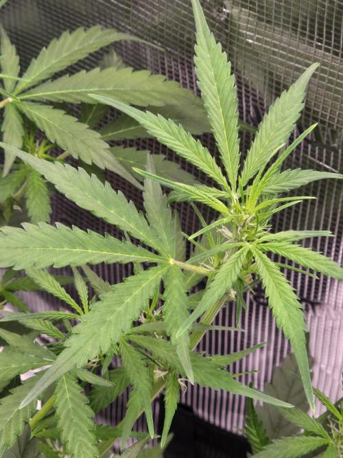 Gorilla Zkittlez auto. Week 6 - Beautiful green 