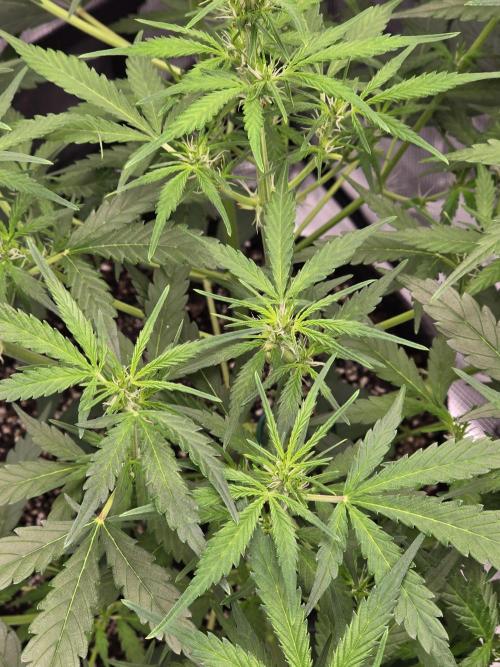 Gorilla Zkittlez auto. Week 6 - Lots of sits just like we like it