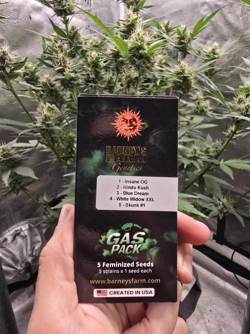 Insane OG. Week 0 - GAS PACK