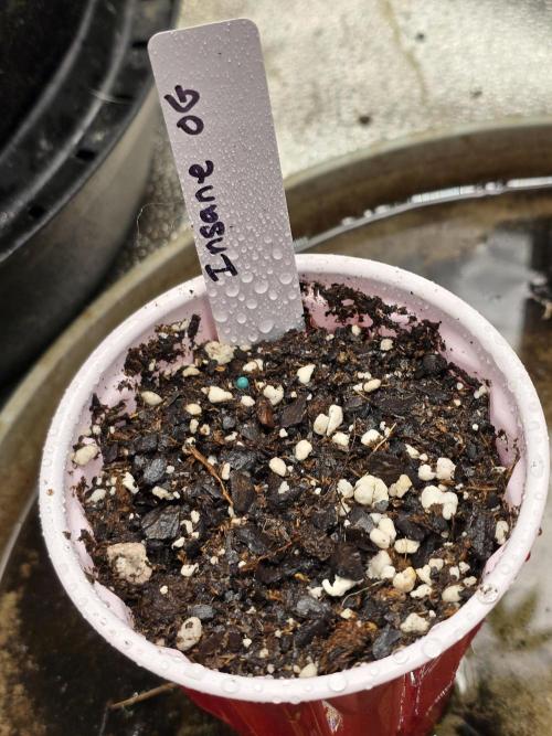 Insane OG. Week 0 - If your new here we always go directly in soil.  Just like nature intended 