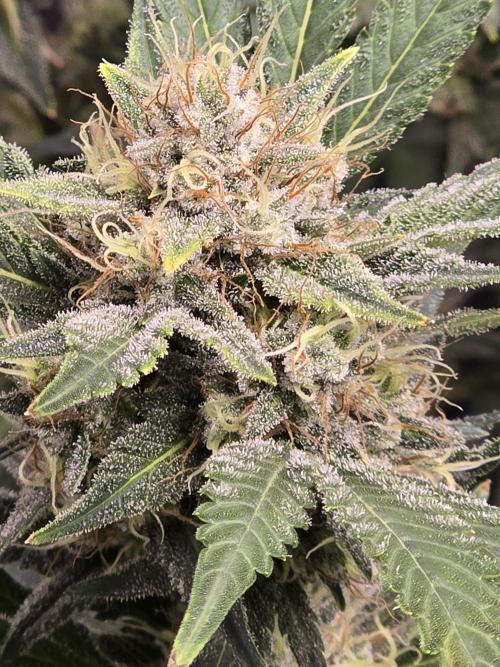 Cherry Cola Auto. Week 12 - Beautiful lady