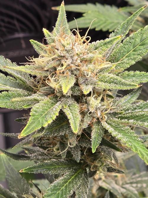 Cherry Cola Auto. Week 12 - Cherry cola 