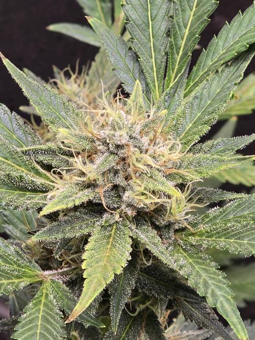 Cherry Cola Auto. Week 12 - Finishing up strong