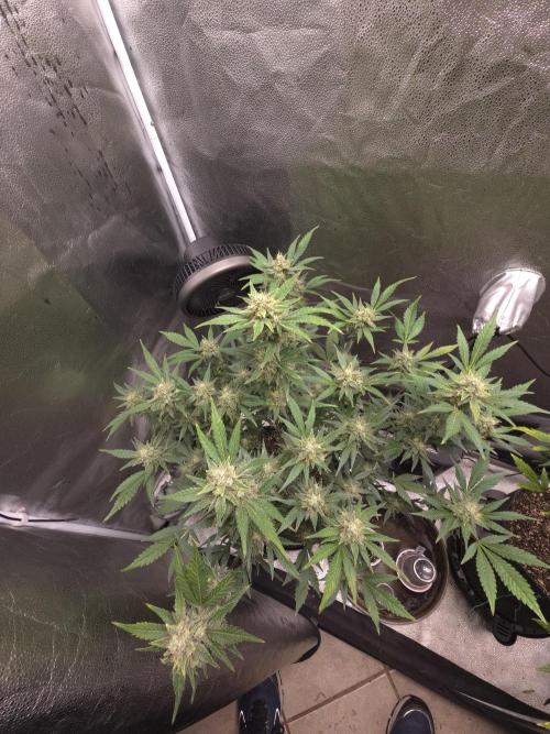 Cherry Cola Auto. Week 12