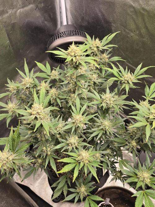 Cherry Cola Auto. Week 12 - Starting to fade some