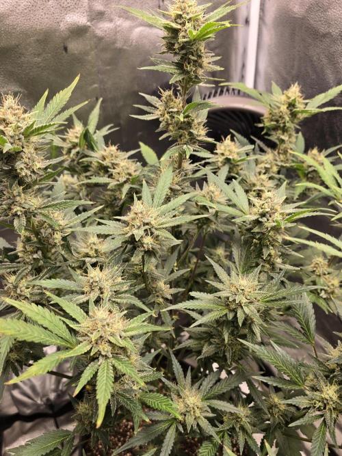 Cherry Cola Auto. Week 12 - Lots of sweet smelling flowers