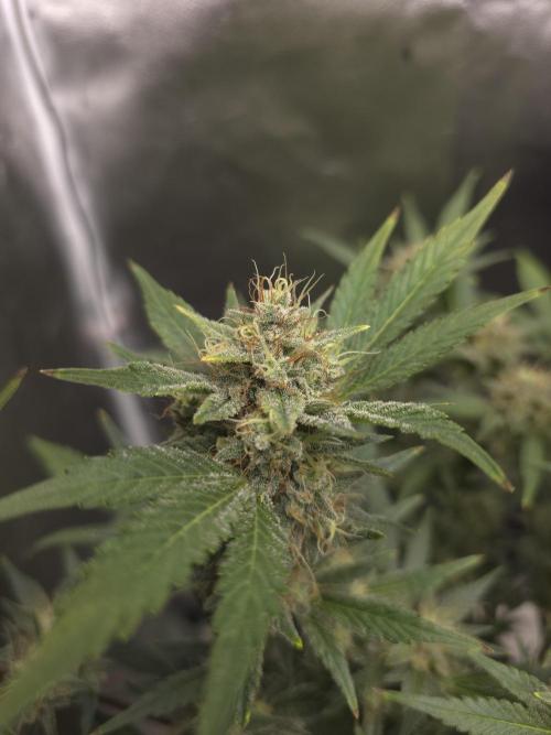 Cherry Cola Auto. Week 12 - Side bud