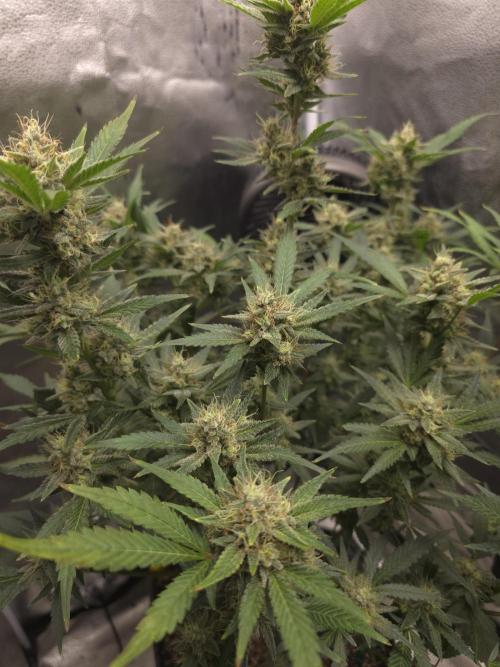 Cherry Cola Auto. Week 12 - Yum