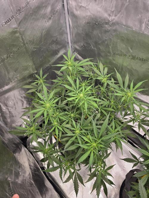 Gorilla Zkittlez auto. Week 7 - This girls is gonna be a producer