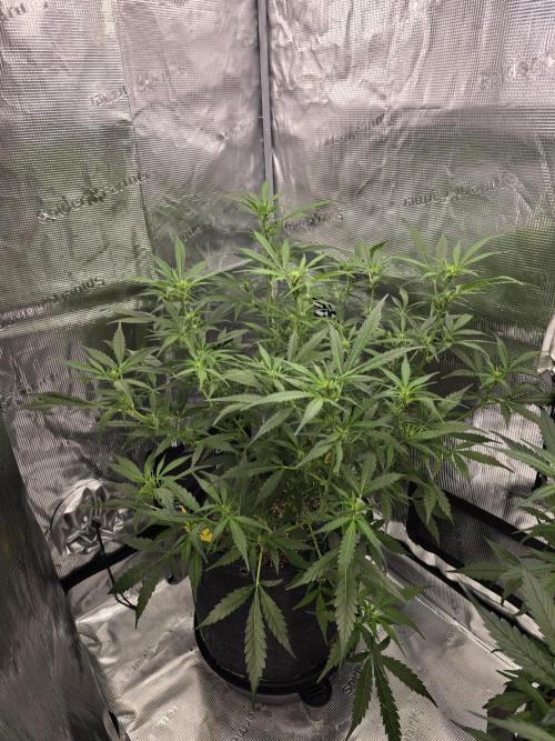 Gorilla Zkittlez auto. Week 7 - Nicesize auto