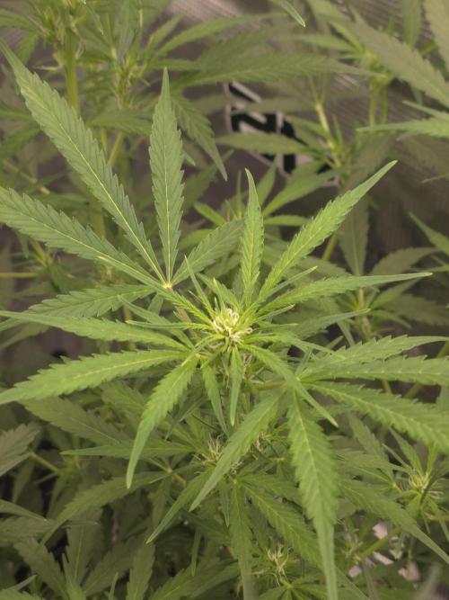Gorilla Zkittlez auto. Week 7 - Main cola