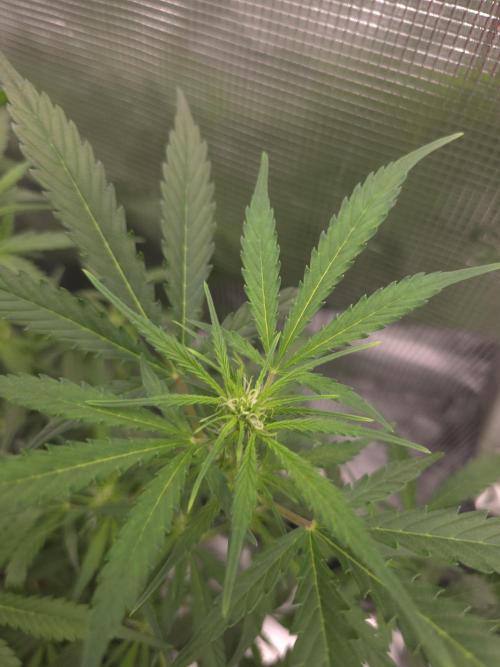 Gorilla Zkittlez auto. Week 7 - Gorilla Zkittlez 