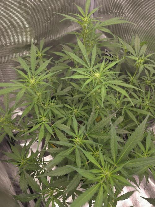 Gorilla Zkittlez auto. Week 7 - Has the skinny finger like fan leaves 