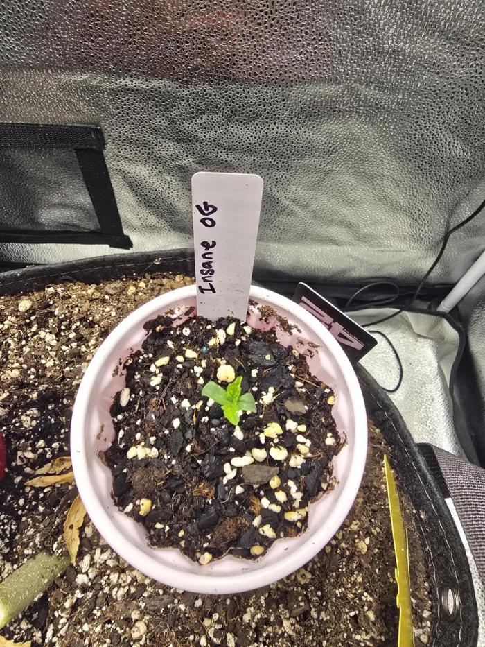 Insane OG. Week 1 - Success 
