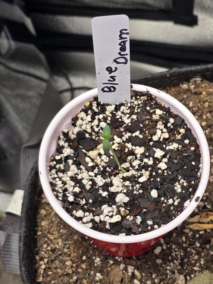 Blue Dream. Week 1