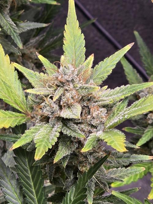 Cherry Cola Auto. Week 13 - Looks like shes gonna be finishing this week