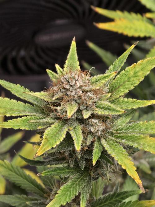 Cherry Cola Auto. Week 13 - Cherry cola