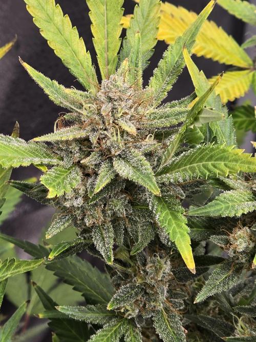 Cherry Cola Auto. Week 13 - She smells amazing 