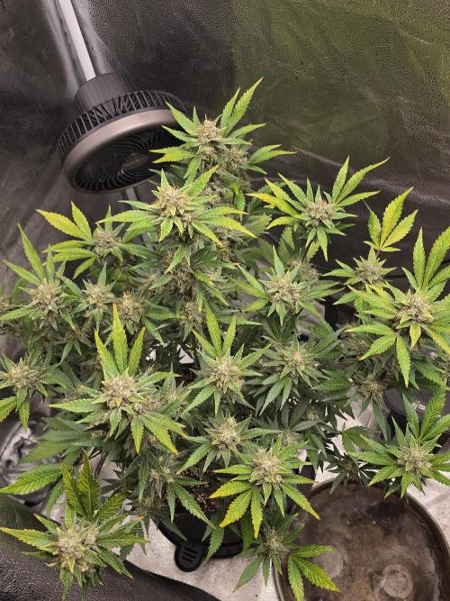 Cherry Cola Auto. Week 13 - Cherry cola