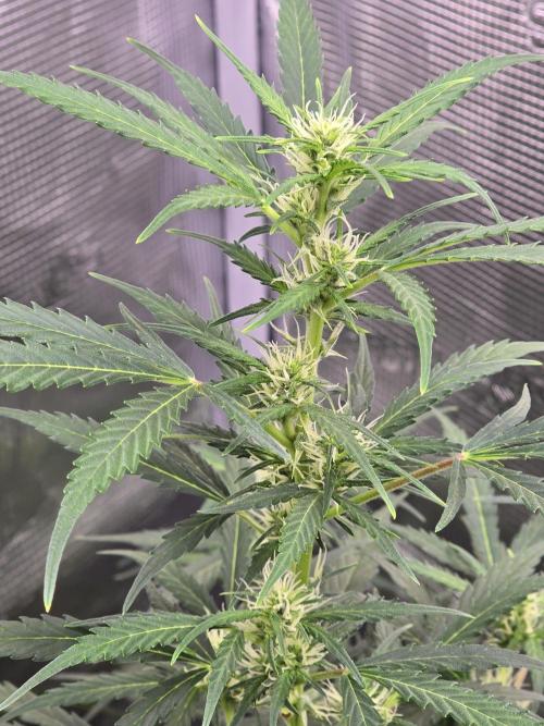 Gorilla Zkittlez auto. Week 8 - Shes stacking nicely 