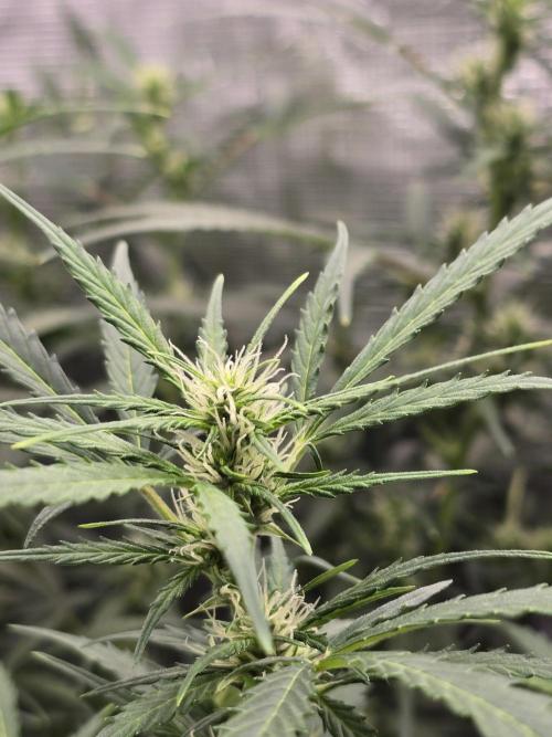 Gorilla Zkittlez auto. Week 8 - Top bud