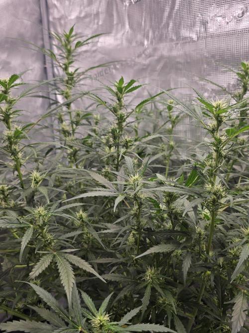 Gorilla Zkittlez auto. Week 8 - This girl is a monster 