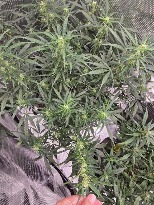 Gorilla Zkittlez auto. Week 8 - Im constantly removing fan leaves and the come back so fast
