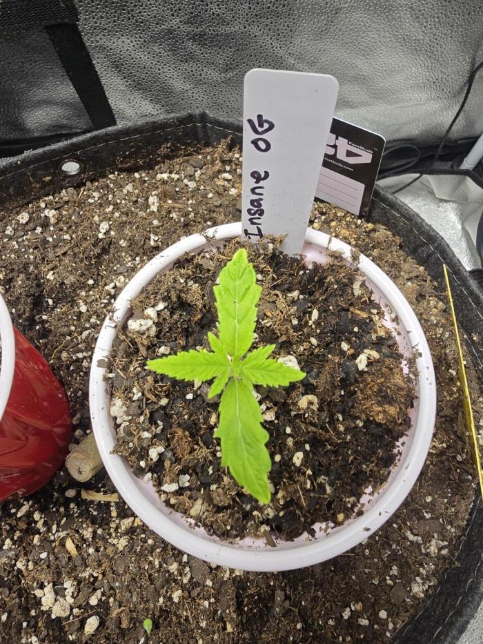 Insane OG. Week 2 - Not the happiest but she will be ok