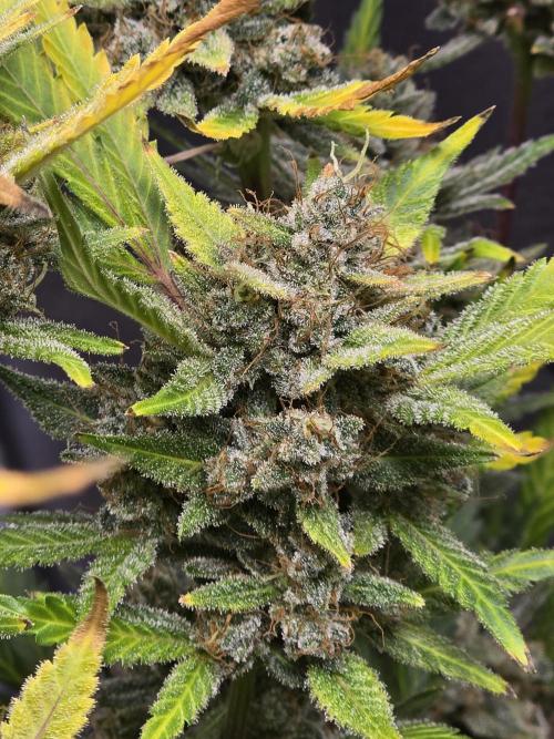 Cherry Cola Auto. Week 14 - Not the biggest buds but the look great and the smell is amazing.
