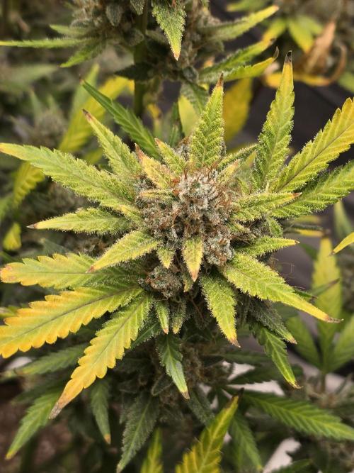 Cherry Cola Auto. Week 14 - Faded out