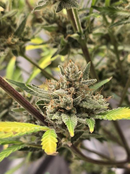 Cherry Cola Auto. Week 14 - Lower bud