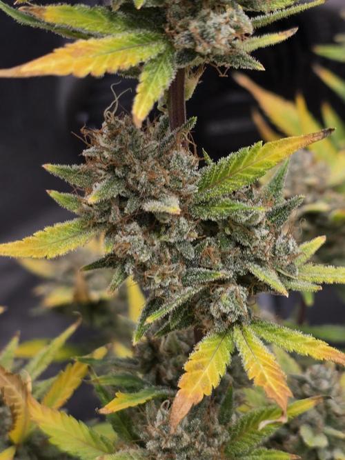 Cherry Cola Auto. Week 14 - Cherry cola 