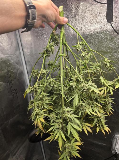 Cherry Cola Auto. Week 14 - Chopped