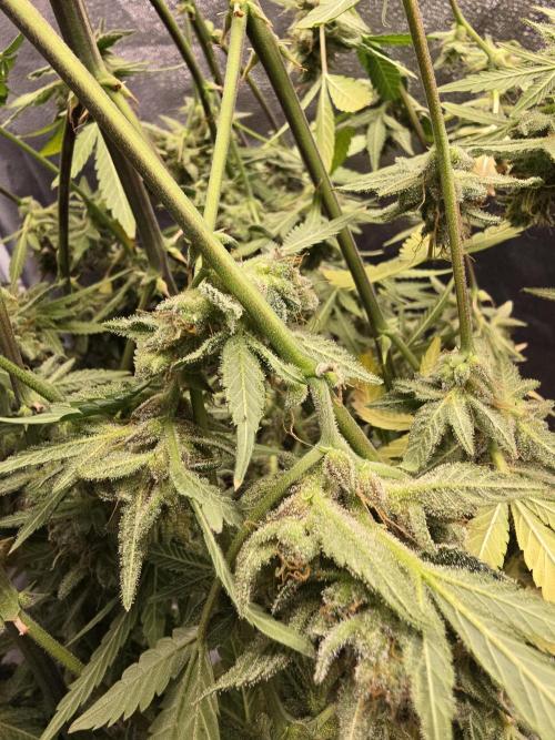 Cherry Cola Auto. Week 14 - Into the dry tent she goes 