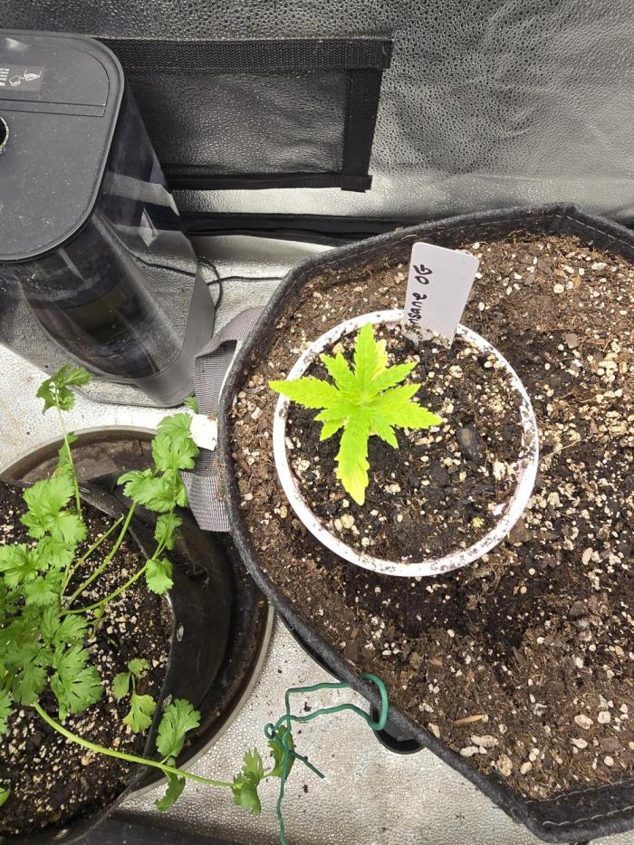 Insane OG. Week 3 - She is not haveing a good start but we are going to get her right.  