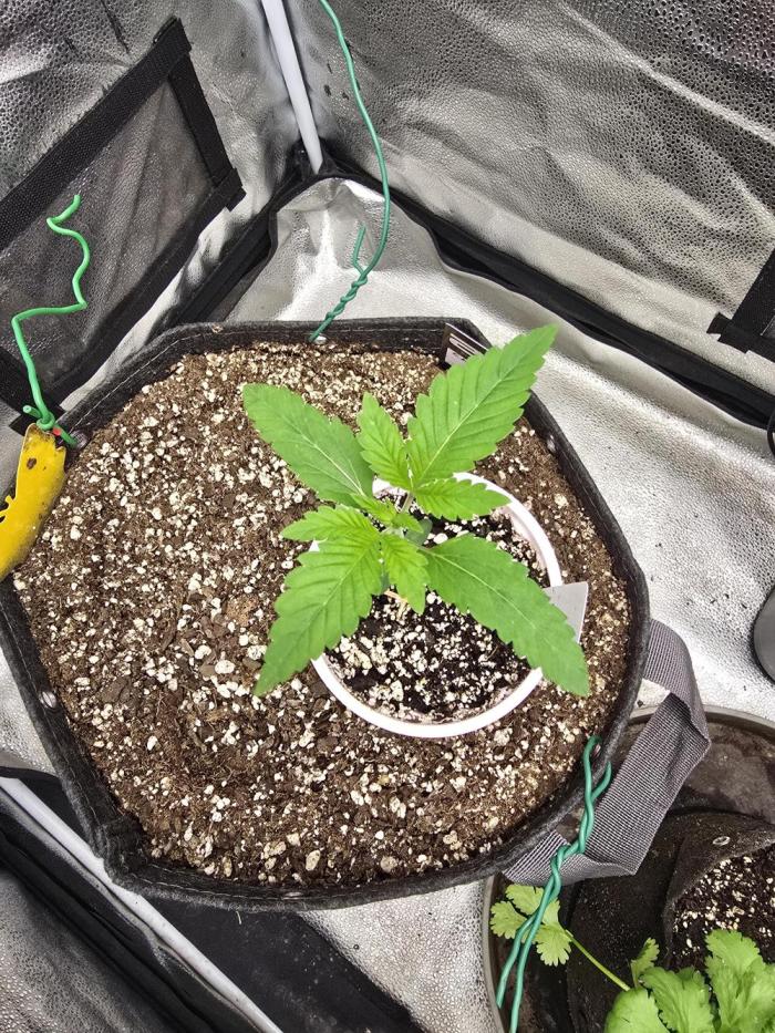 Blue Dream. Week 2 - This girl is doing really well compared to the insane OG. 