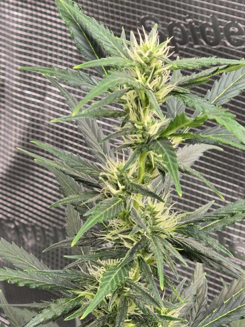 Gorilla Zkittlez auto. Week 9 - Love the way this girl is shaping up.