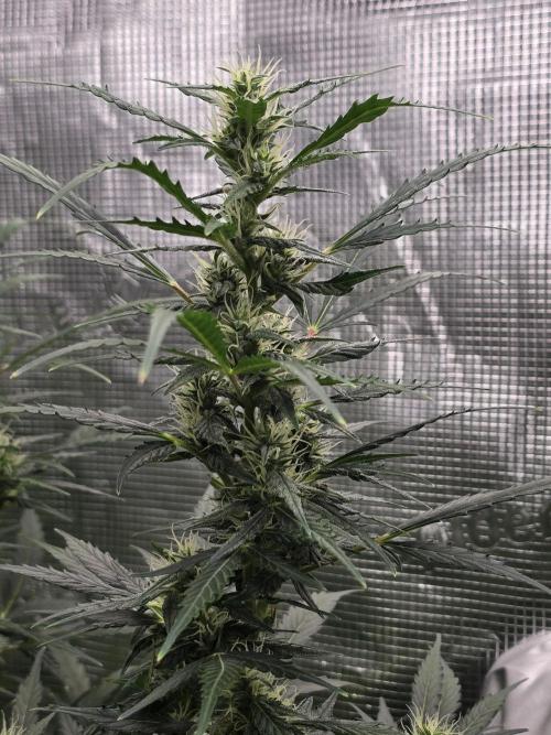 Gorilla Zkittlez auto. Week 9 - Stacking beautifully 