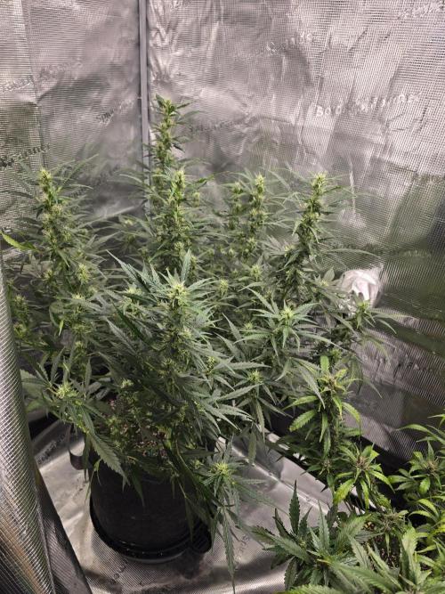 Gorilla Zkittlez auto. Week 9 - Shes a bush