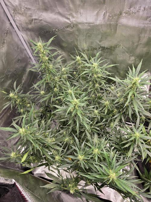 Gorilla Zkittlez auto. Week 9 - I she requires a constant haircut