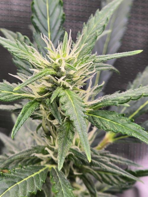Gorilla Zkittlez auto. Week 9 - Gorilla Zkittlez 