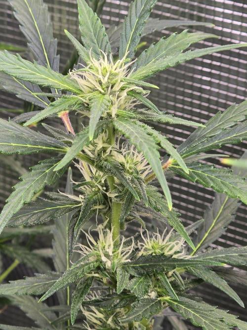 Gorilla Zkittlez auto. Week 9 - Doing amazing 