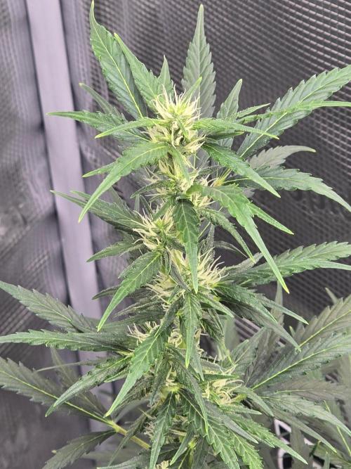 Gorilla Zkittlez auto. Week 9 - No issues 