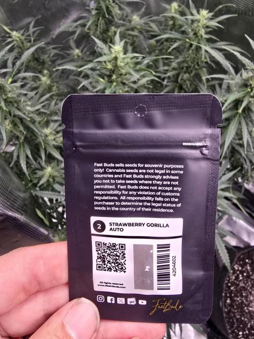 Strawberry Gorilla auto. Week 0 - We are gonna try this again.   
