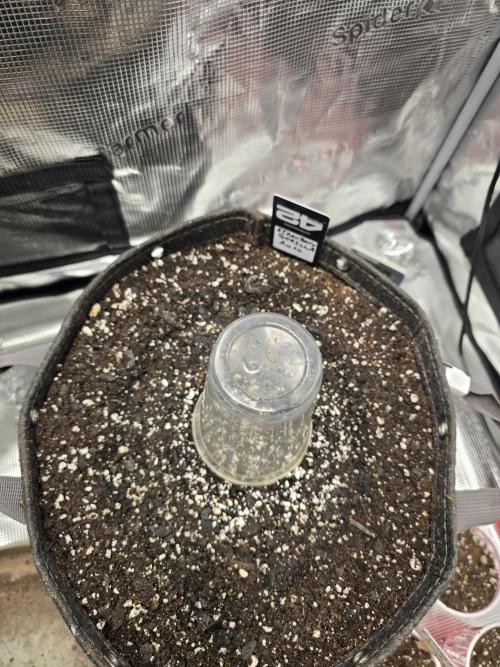Strawberry Gorilla auto. Week 0 - Stright in the soil