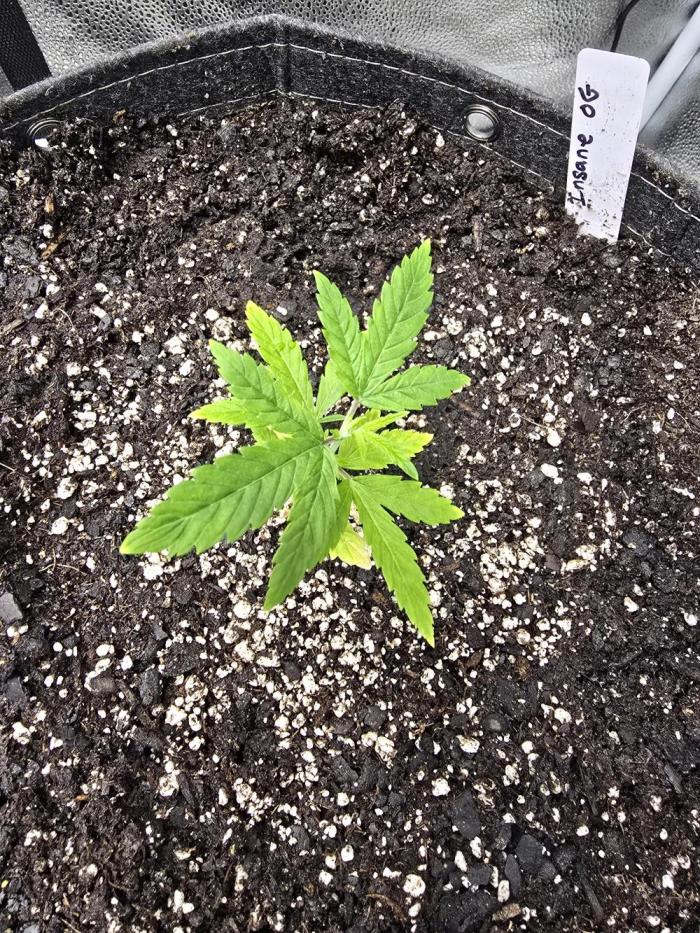 Insane OG. Week 4 - She started to heal so we transplanted her she should start to take  off now 
